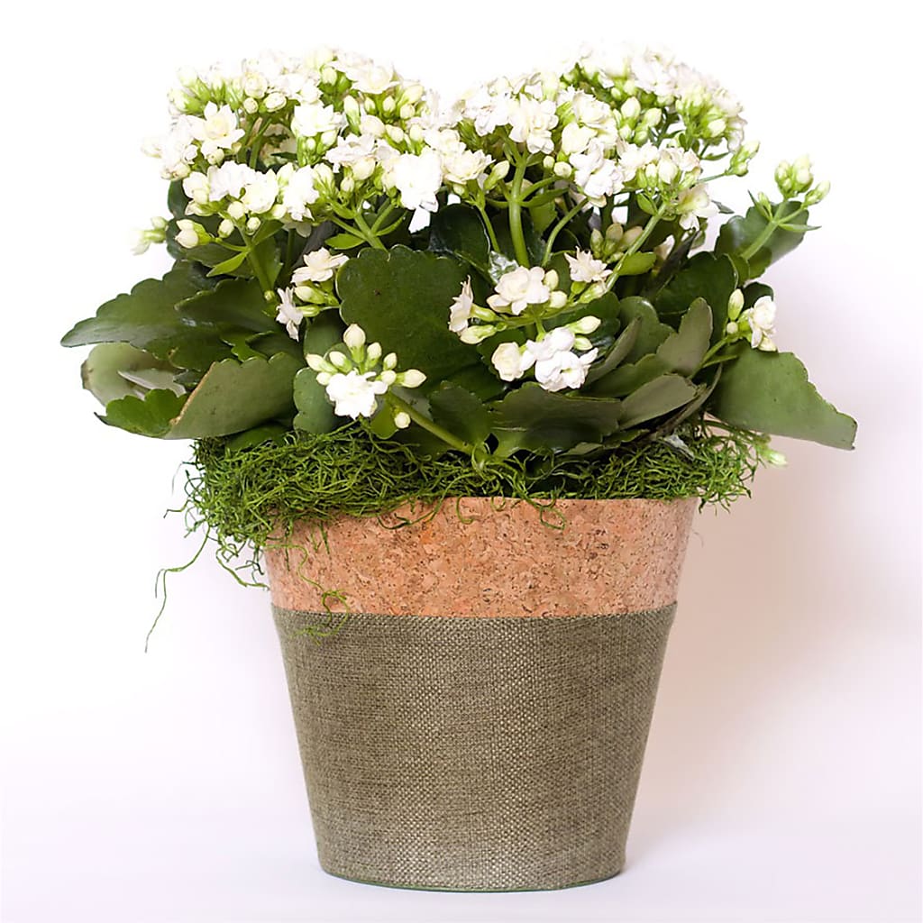 kalanchoe succulent with white flowers Blooming Kalanchoe White – green, white flower arrangement | Pleasanton, CA