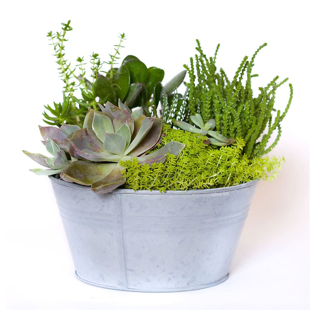 vons succulents Succulent Garden – green flower arrangement | Pleasanton, CA