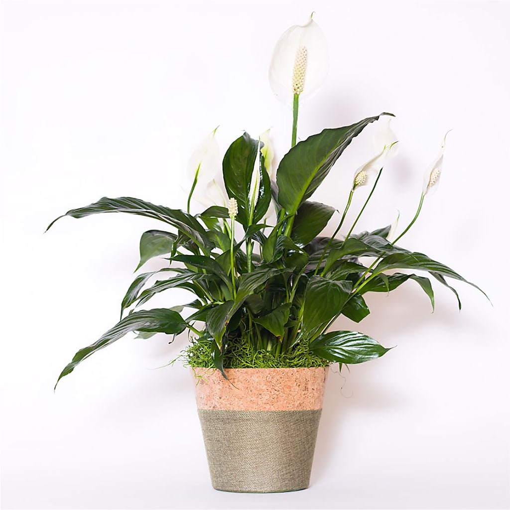 peace lily desk Spathiphyllum Plant – green, white flower arrangement | Pleasanton, CA