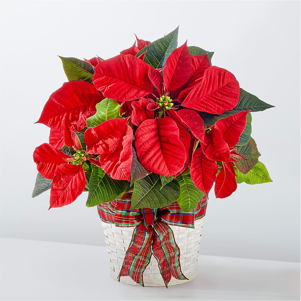 Happiest Holidays Poinsettia – Vons Pavilions, Pleasanton CA