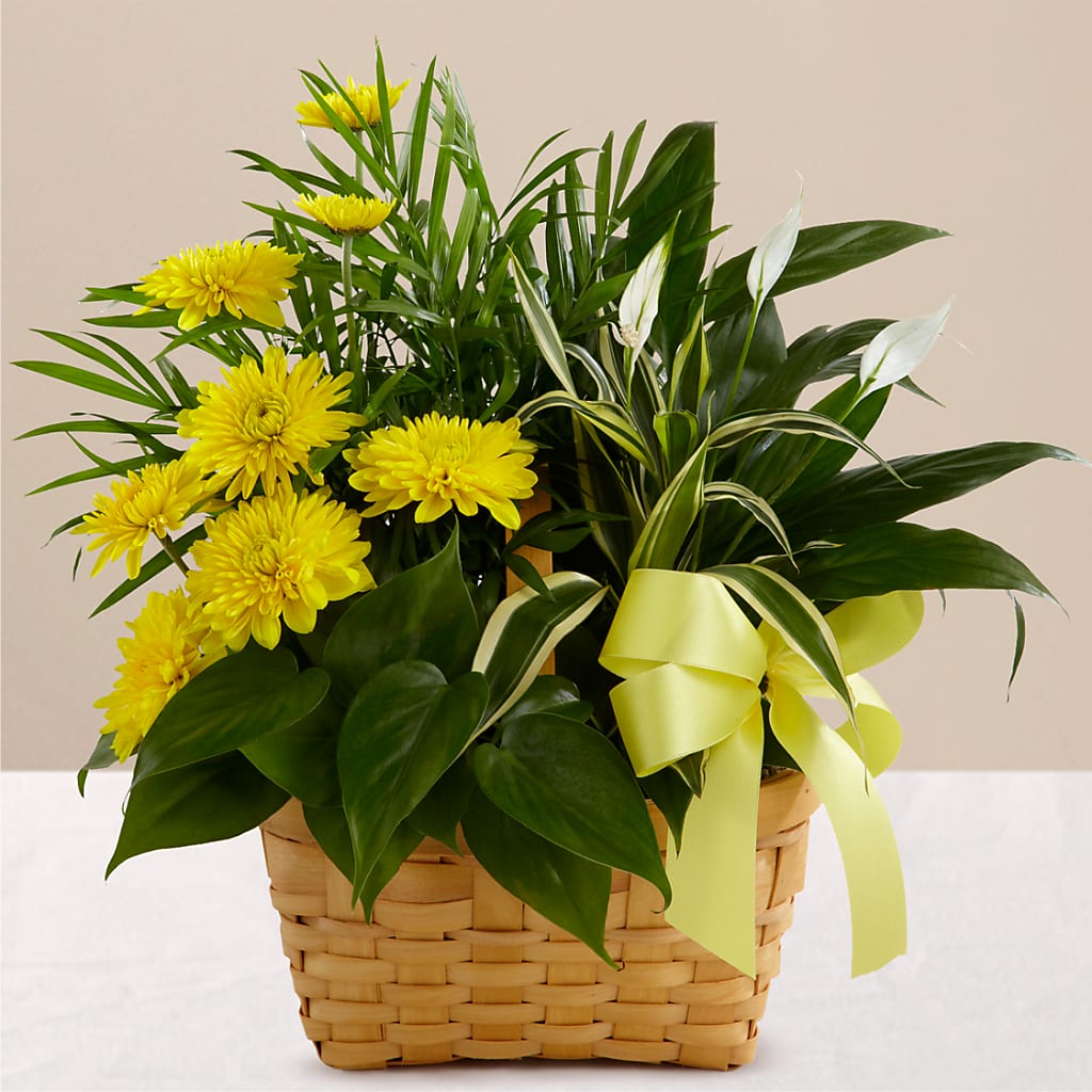 Loving Light Dishgarden – Vons Pavilions, Pleasanton CA