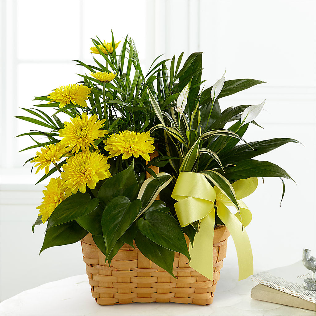 Loving Light Dishgarden – Vons Pavilions, Pleasanton CA