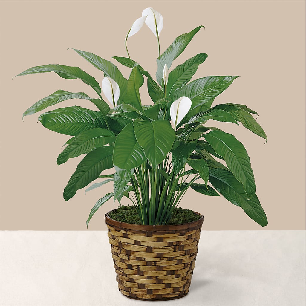 Tranquil Moments Peace Lily Plant – Vons Pavilions, Pleasanton CA