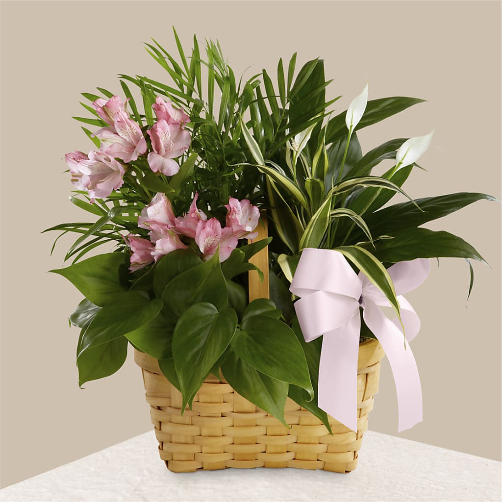 Living Spirit Dishgarden – Vons Pavilions, Pleasanton CA