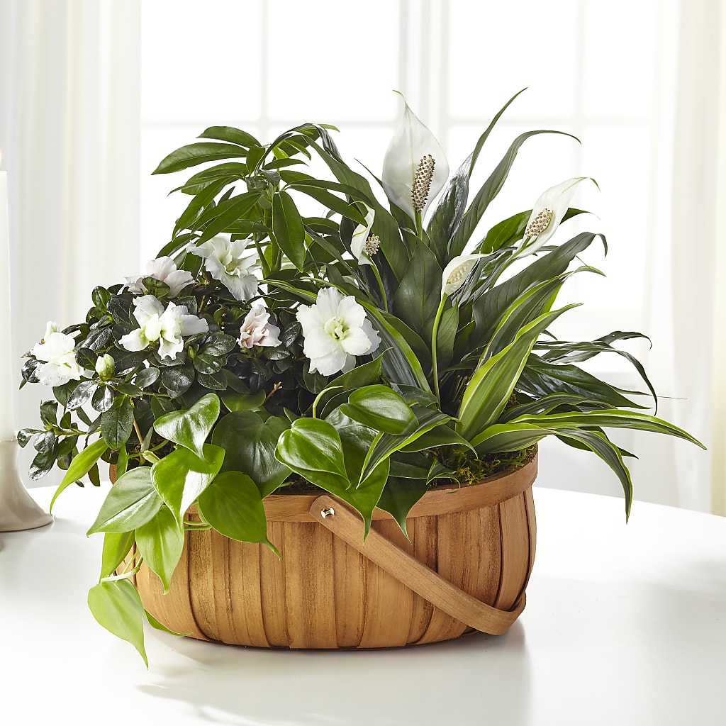 Serene Dishgarden – Vons Pavilions, Pleasanton CA