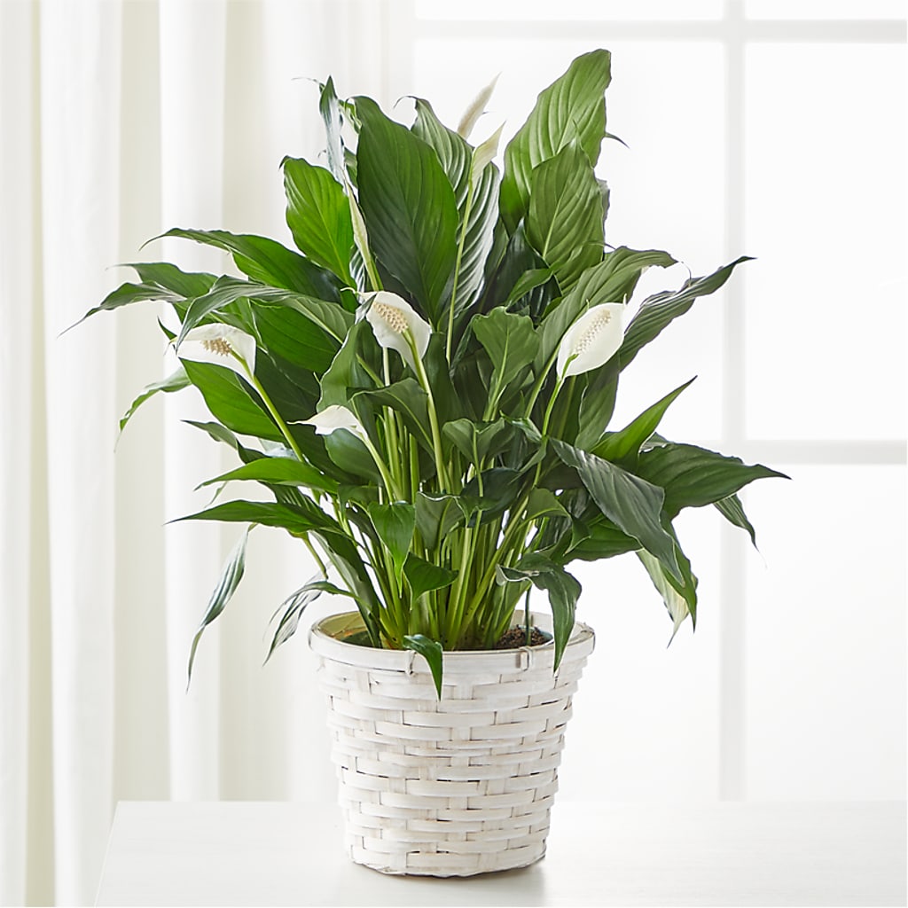 A New Leaf Peace Lily – Vons Pavilions, Pleasanton CA