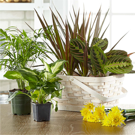 Florist Designed Blooming and Green Plants in a Basket –  Vons Pavilions, Pleasanton CA