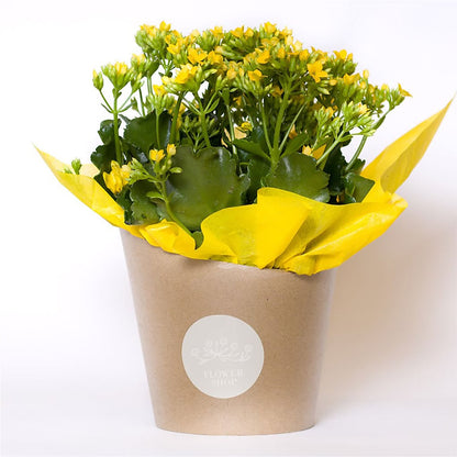 Blooming Kalanchoe Yellow –  Vons Pavilions, Pleasanton CA