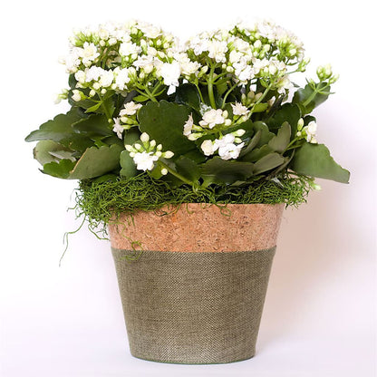 Blooming Kalanchoe White –  Vons Pavilions, Pleasanton CA