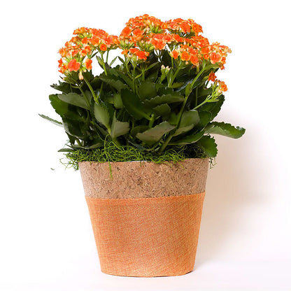 Blooming Kalanchoe Orange –  Vons Pavilions, Pleasanton CA