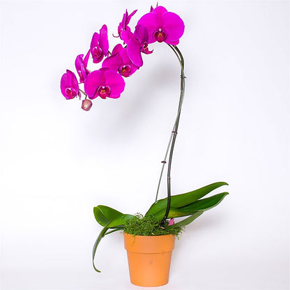 Single Colored Orchid in Pot –  Vons Pavilions, Pleasanton CA