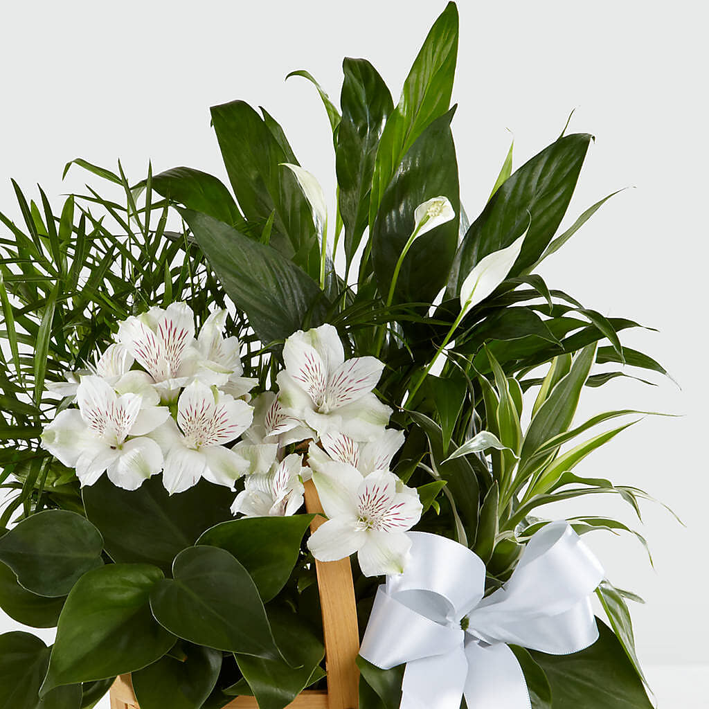 Peace & Serenity Dishgarden –  Vons Pavilions, Pleasanton CA