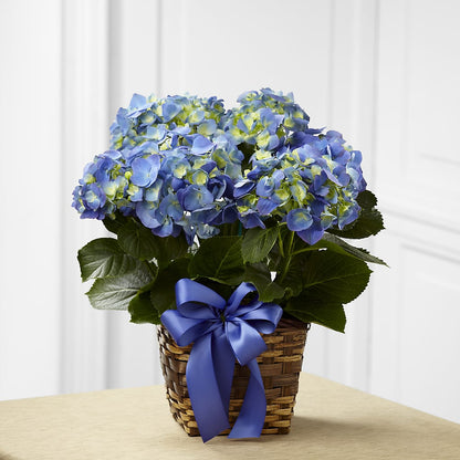 Blue Hydrangea Planter –  Vons Pavilions, Pleasanton CA