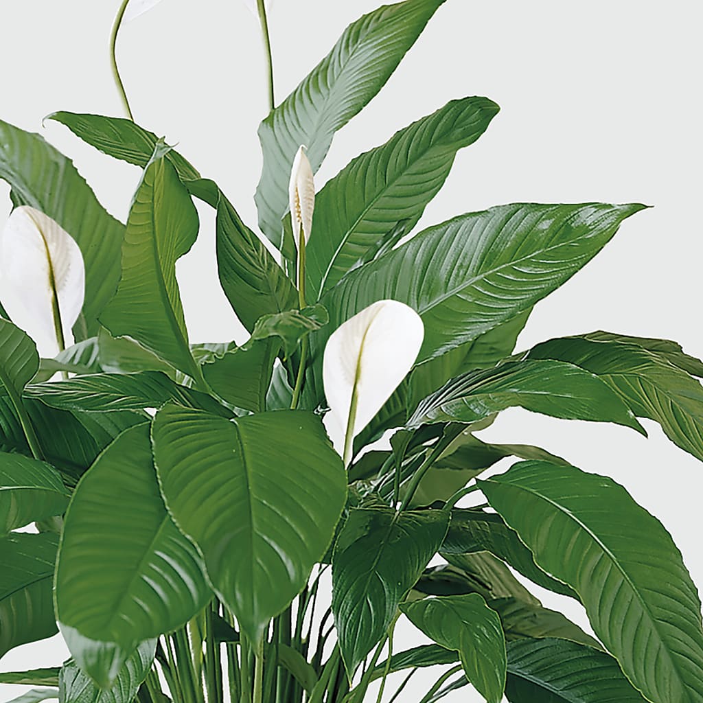 Tranquil Moments Peace Lily Plant –  Vons Pavilions, Pleasanton CA