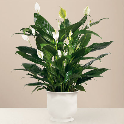 Comfort Planter –  Vons Pavilions, Pleasanton CA
