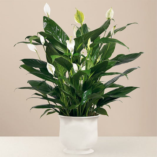 Comfort Planter –  Vons Pavilions, Pleasanton CA