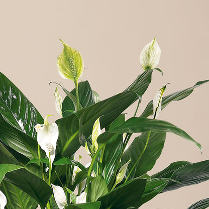 Comfort Planter –  Vons Pavilions, Pleasanton CA