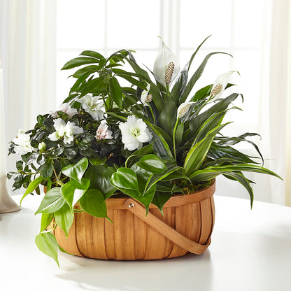 Serene Dishgarden –  Vons Pavilions, Pleasanton CA