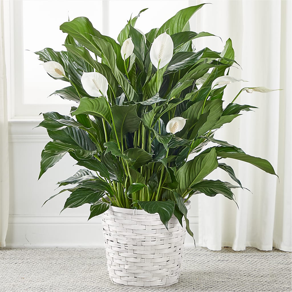 peace lily housewarming A New Leaf Peace Lily – white flower arrangement | Pleasanton, CA
