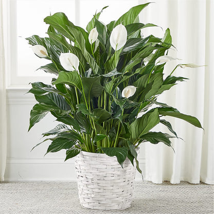 peace lily voc A New Leaf Peace Lily – white flower arrangement | Pleasanton, CA