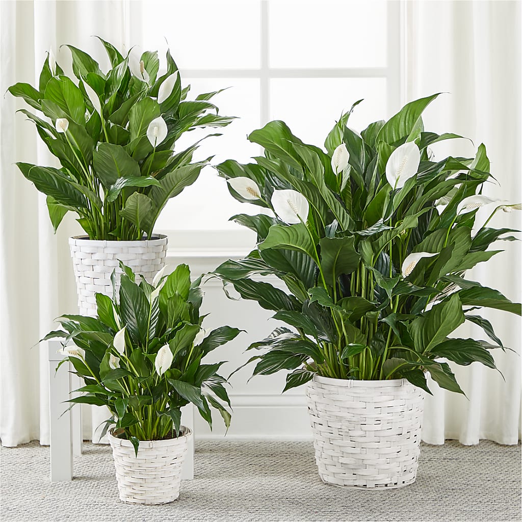 A New Leaf Peace Lily –  Vons Pavilions, Pleasanton CA