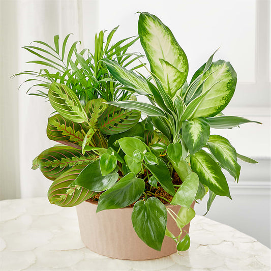 Balance & Harmony Dishgarden –  Vons Pavilions, Pleasanton CA