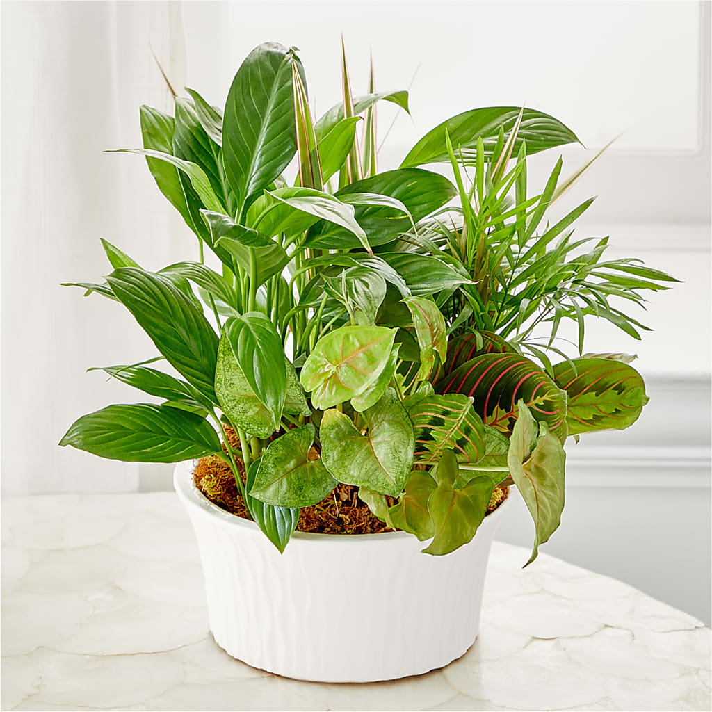 Balance & Harmony Dishgarden –  Vons Pavilions, Pleasanton CA