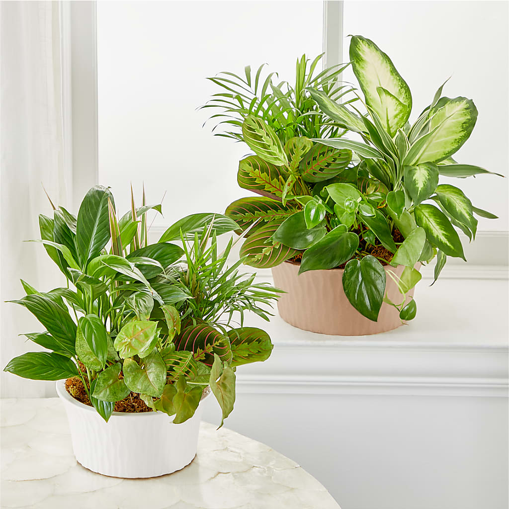 Balance & Harmony Dishgarden –  Vons Pavilions, Pleasanton CA